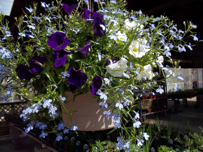 Hanging Basket